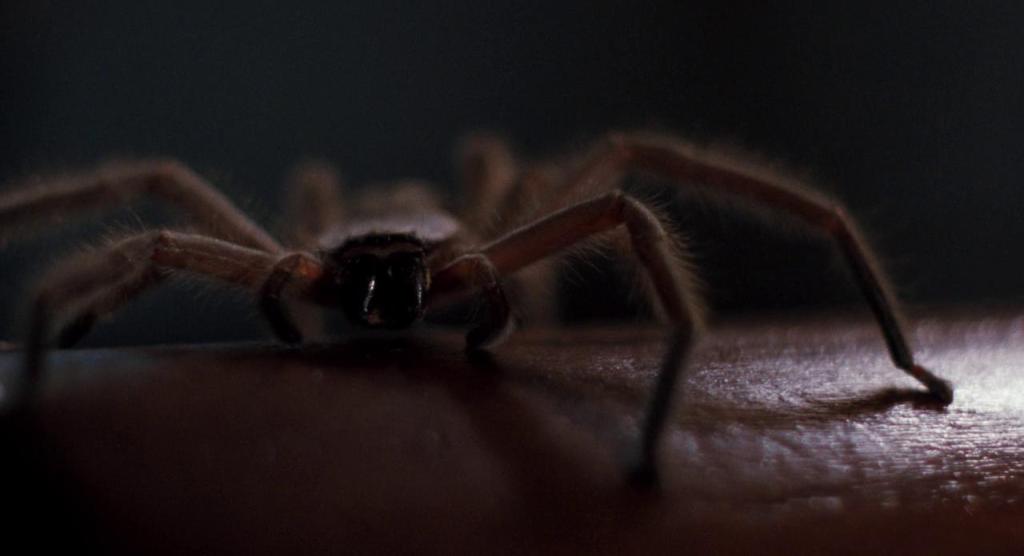 ARACHNOPHOBIA: Eco-Horror Comedy Fun for&nbsp;Everyone